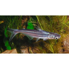 Акулий сом Акулий сом