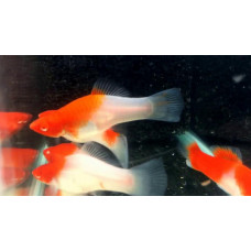 Аквариумная рыбка Пецилия санта клаус