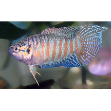 Макропод Макропод