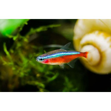 Красный Неон