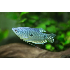 Аквариумная рыбка Гурами голубая