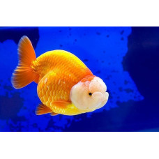 Аквариумная рыбка Золотая рыбка Ранчу