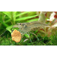 Креветка Амано