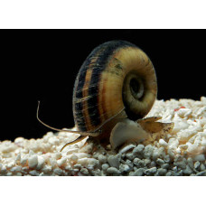 Улитка мариза